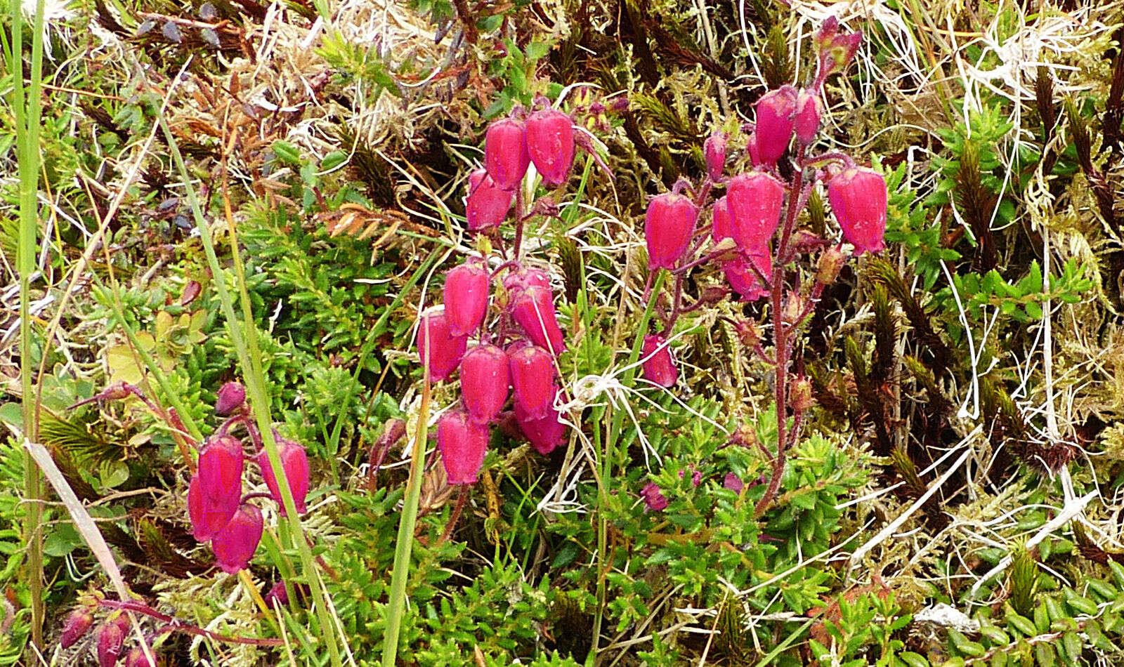 Imagem de Daboecia cantabrica subsp. azorica (Tutin & E. F. Warburg) D. Mc Clintock