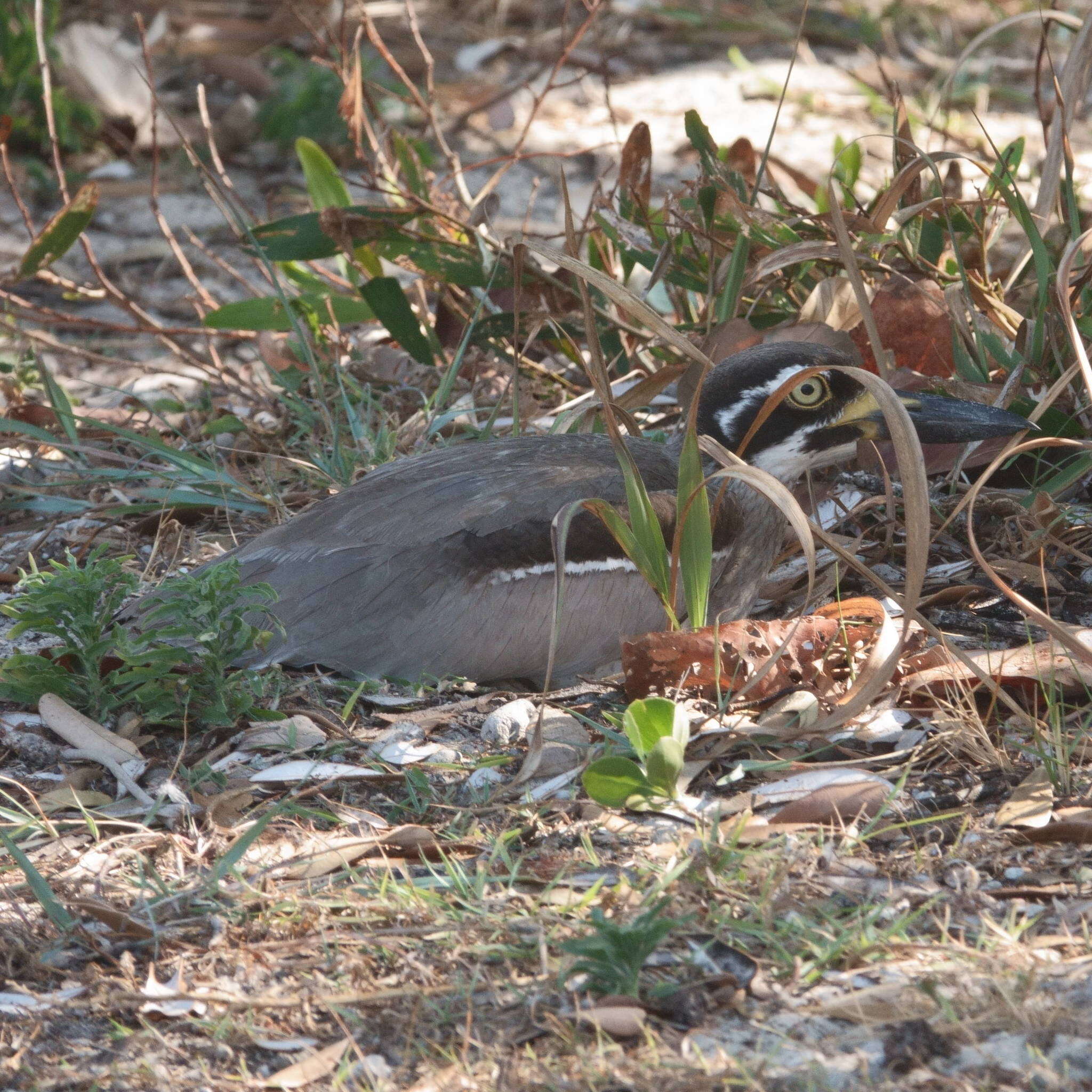 Image of Beach Stone-curlew