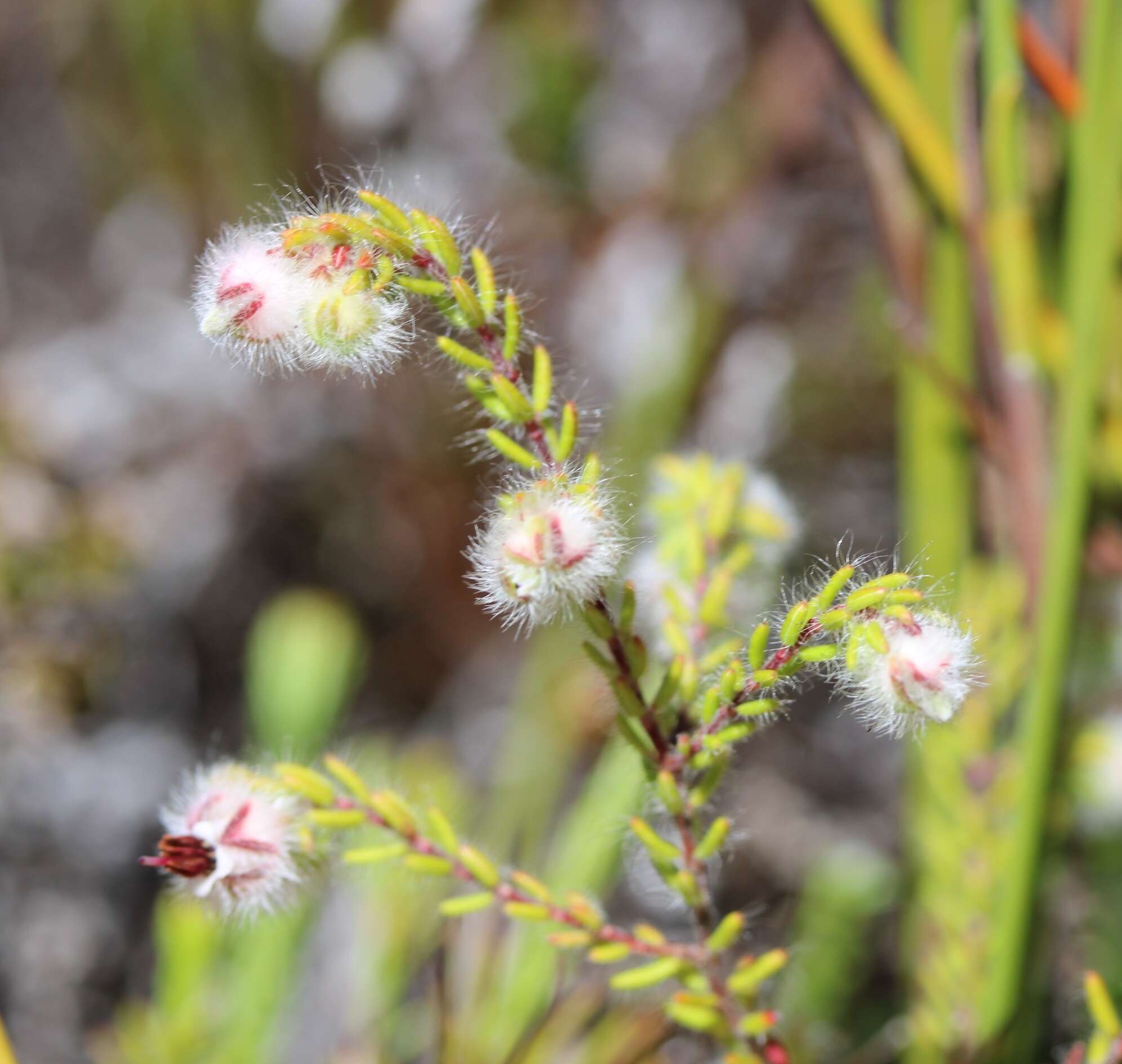 Image of Erica bruniades L.