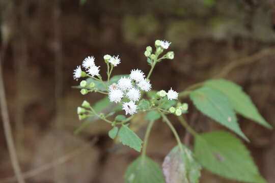 Imagem de Ageratina tenuis (R. E. Fr.) R. King & H. Rob.