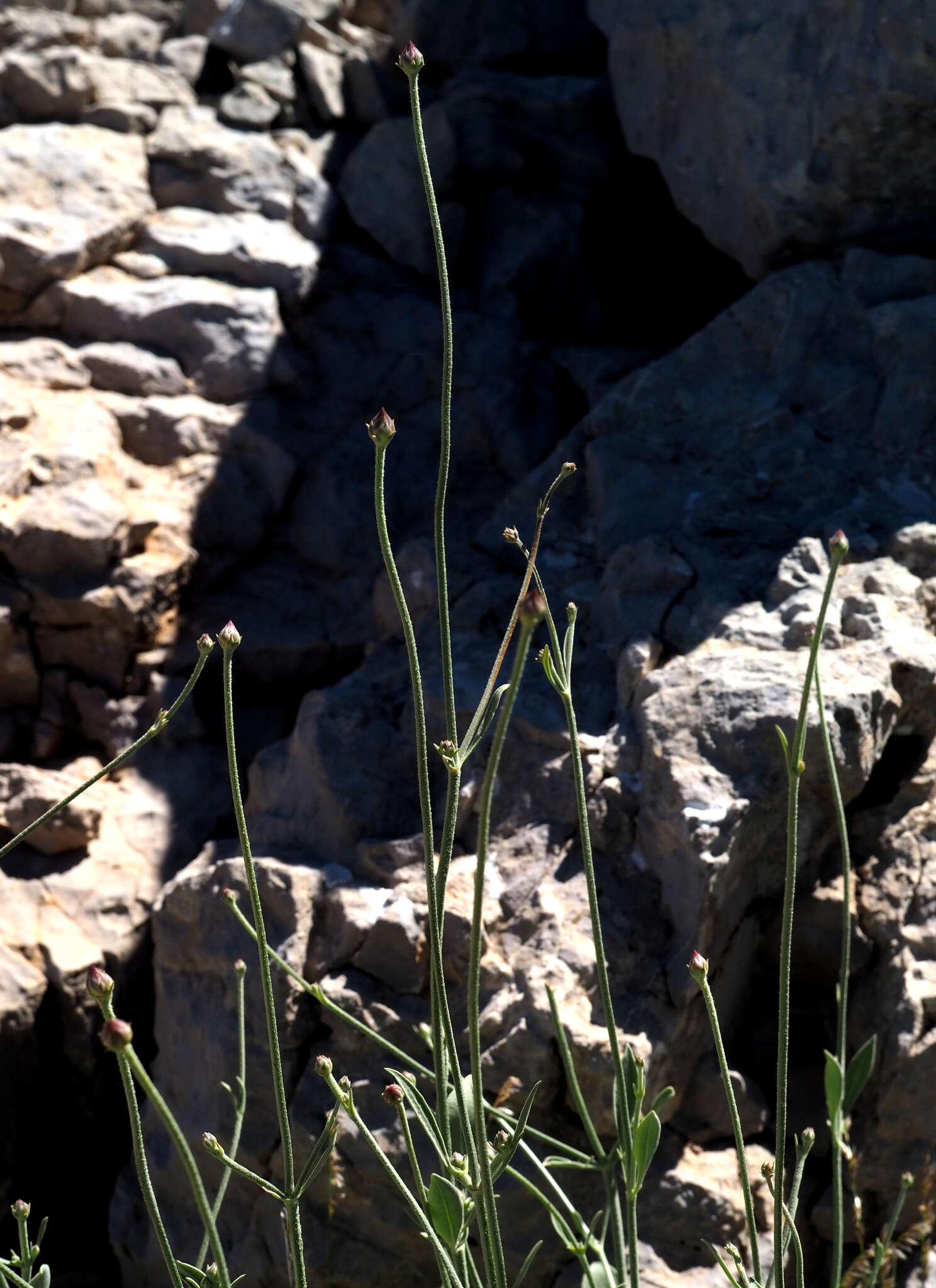 Image of Cephalaria stellipilis Boiss.