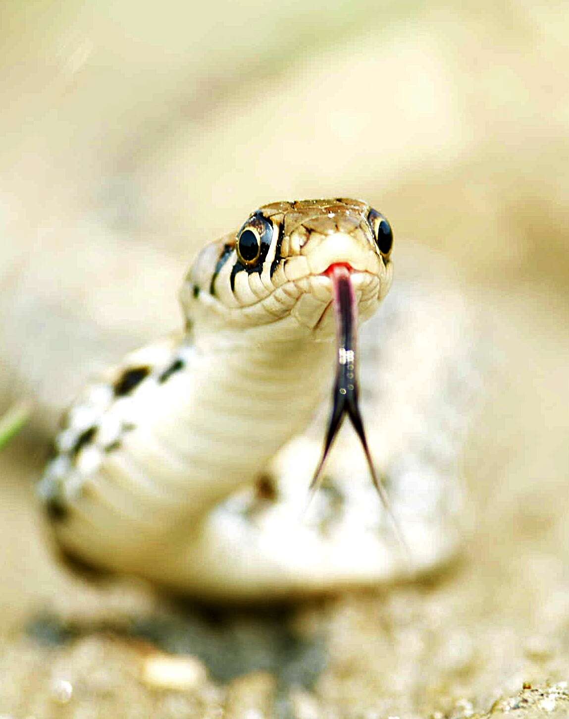 Image of buff striped keelback