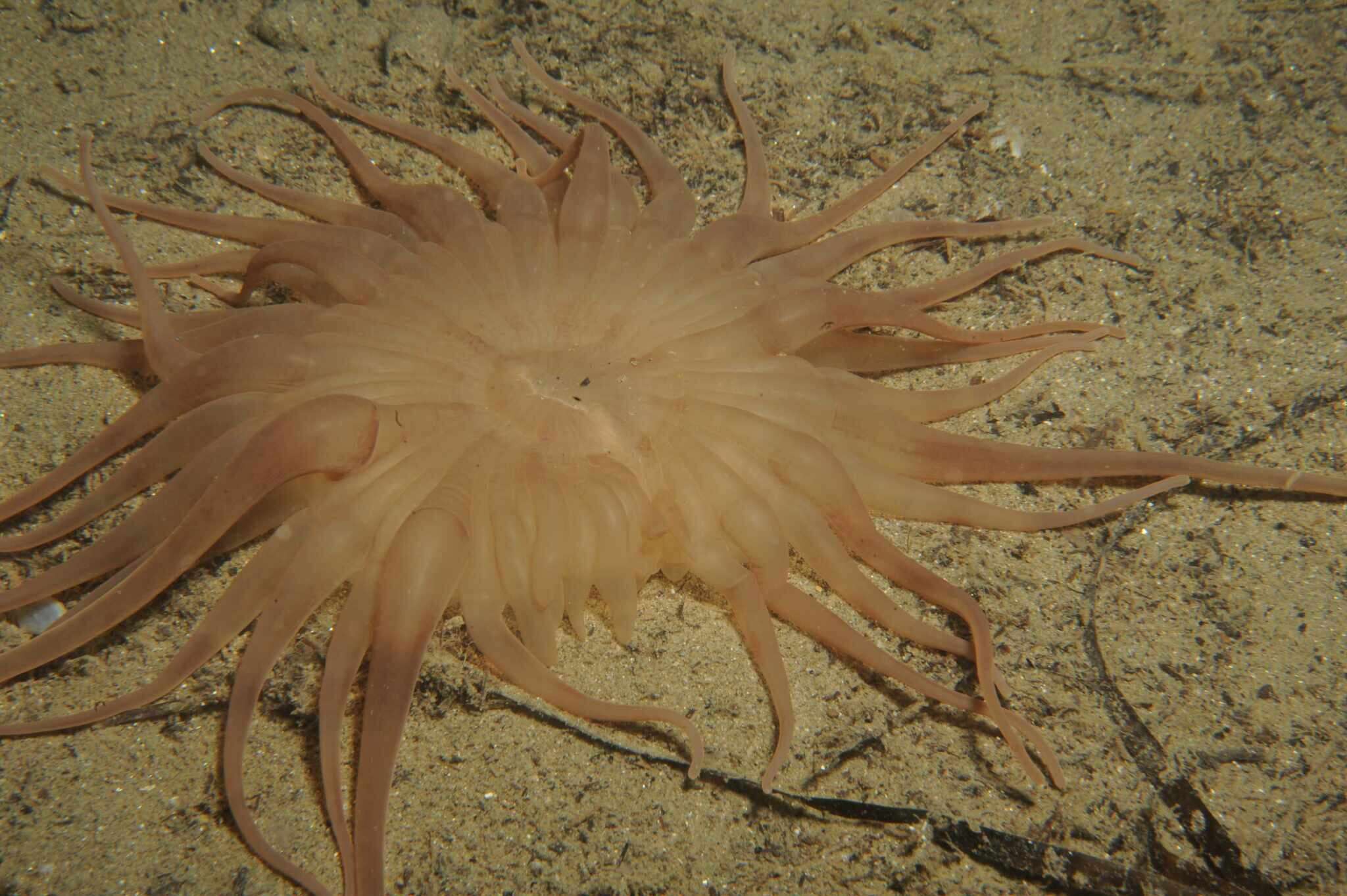 Image of burrowing anemone