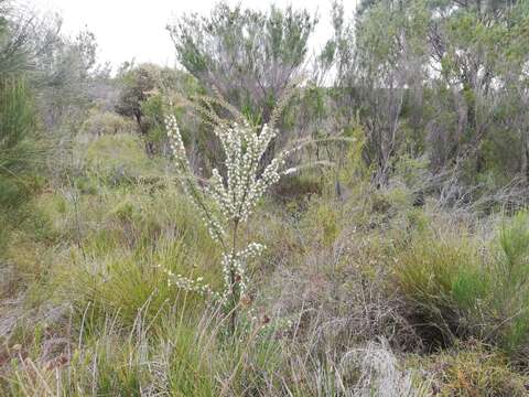 Image of Hakea tuberculata R. Br.