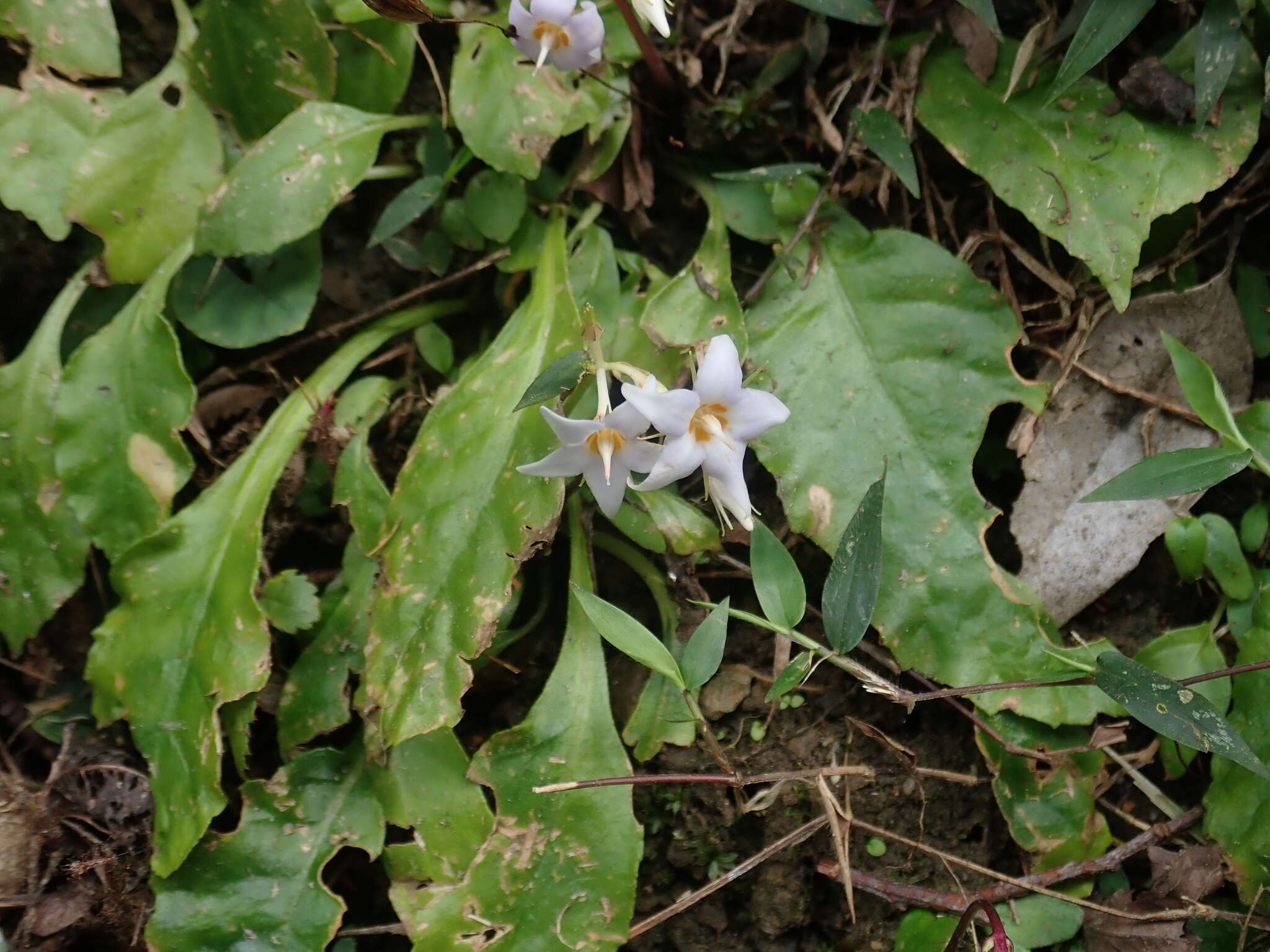 Image of Conandron ramondioides Sieb. & Zucc.