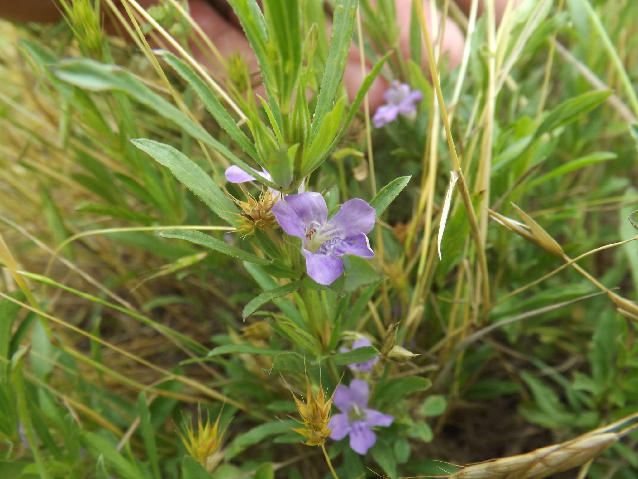 Plancia ëd Dyschoriste linearis (Torr. & Gray) Kuntze