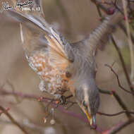 Image of Dusky Thrush