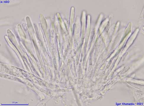 صورة Tapesia lividofusca (Fr.) Rehm 1891