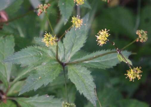 Image of clustered blacksnakeroot