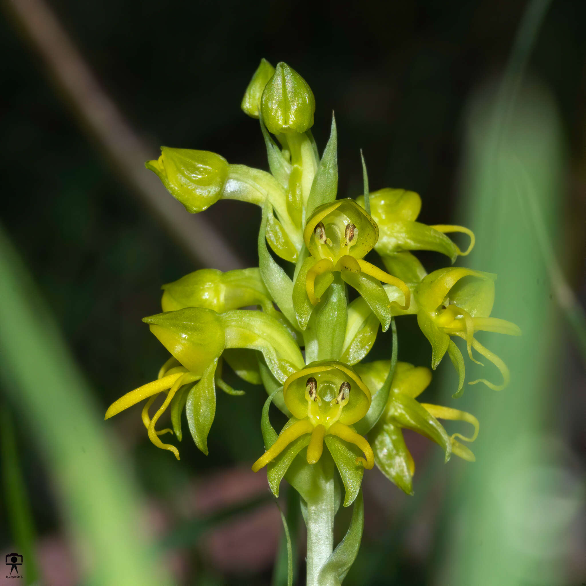 Habenaria marginata Colebr. resmi