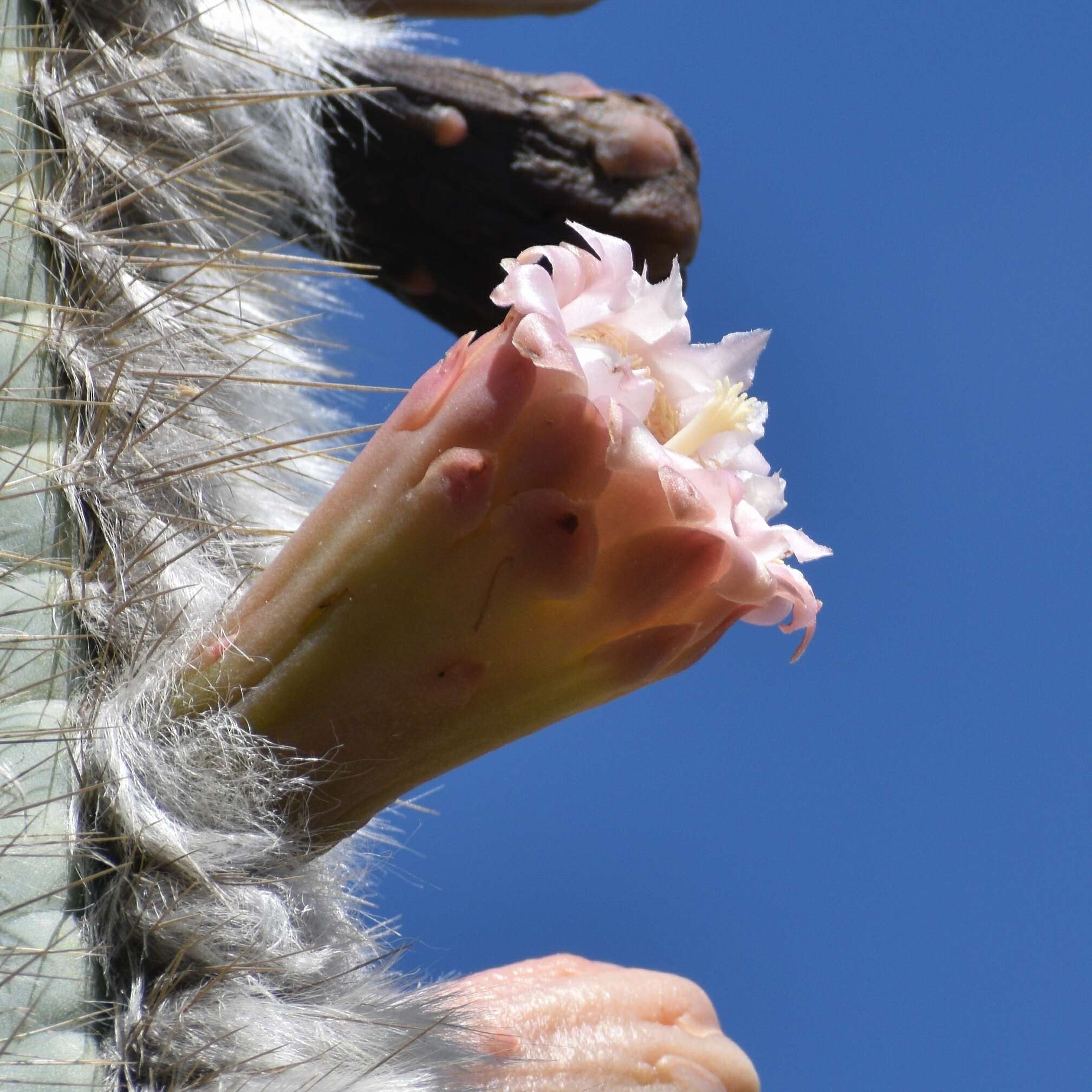 Imagem de Pilosocereus chrysacanthus (F. A. C. Weber) Byles & G. D. Rowley