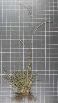 Image of Kunth's smallgrass