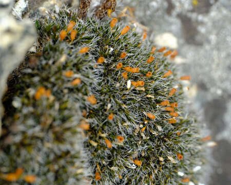 Image of coscinodon moss