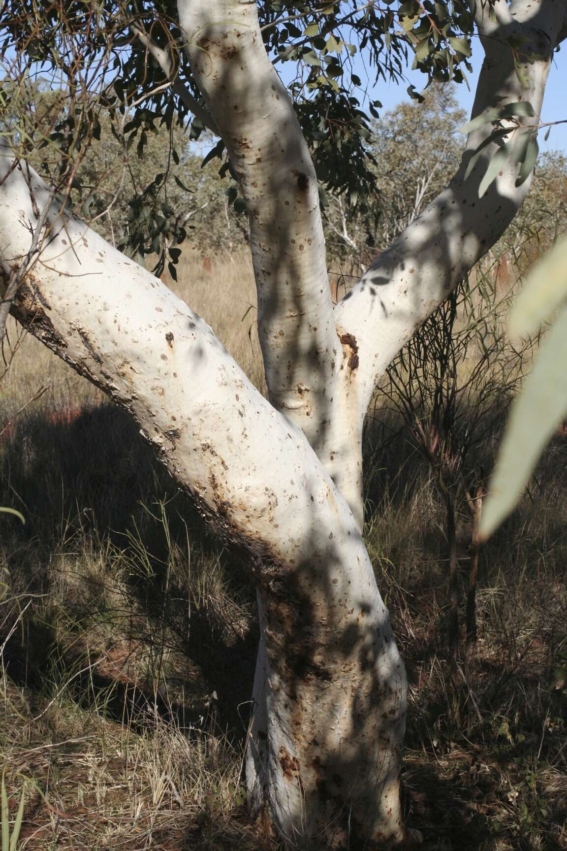 Image of Eucalyptus leucophloia M. I. H. Brooker