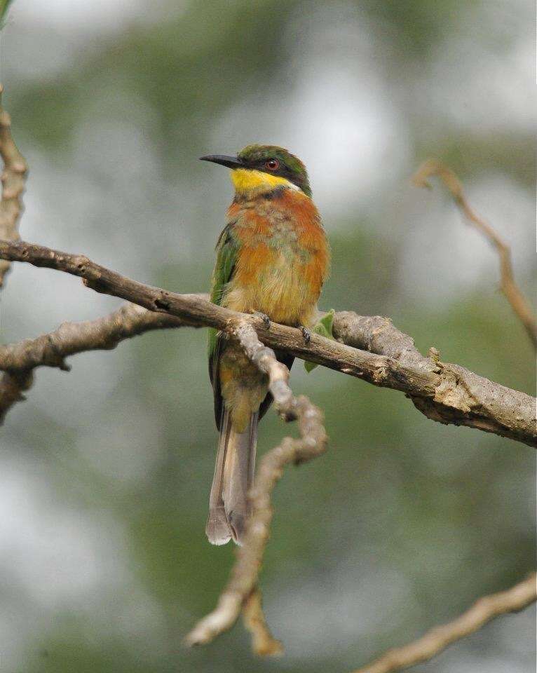 Image of Cinnamon-breasted Bee-eater