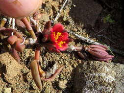 Image of Portulaca kermesina N. E. Brown