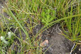 Image of Ixia confusa (G. J. Lewis) Goldblatt & J. C. Manning