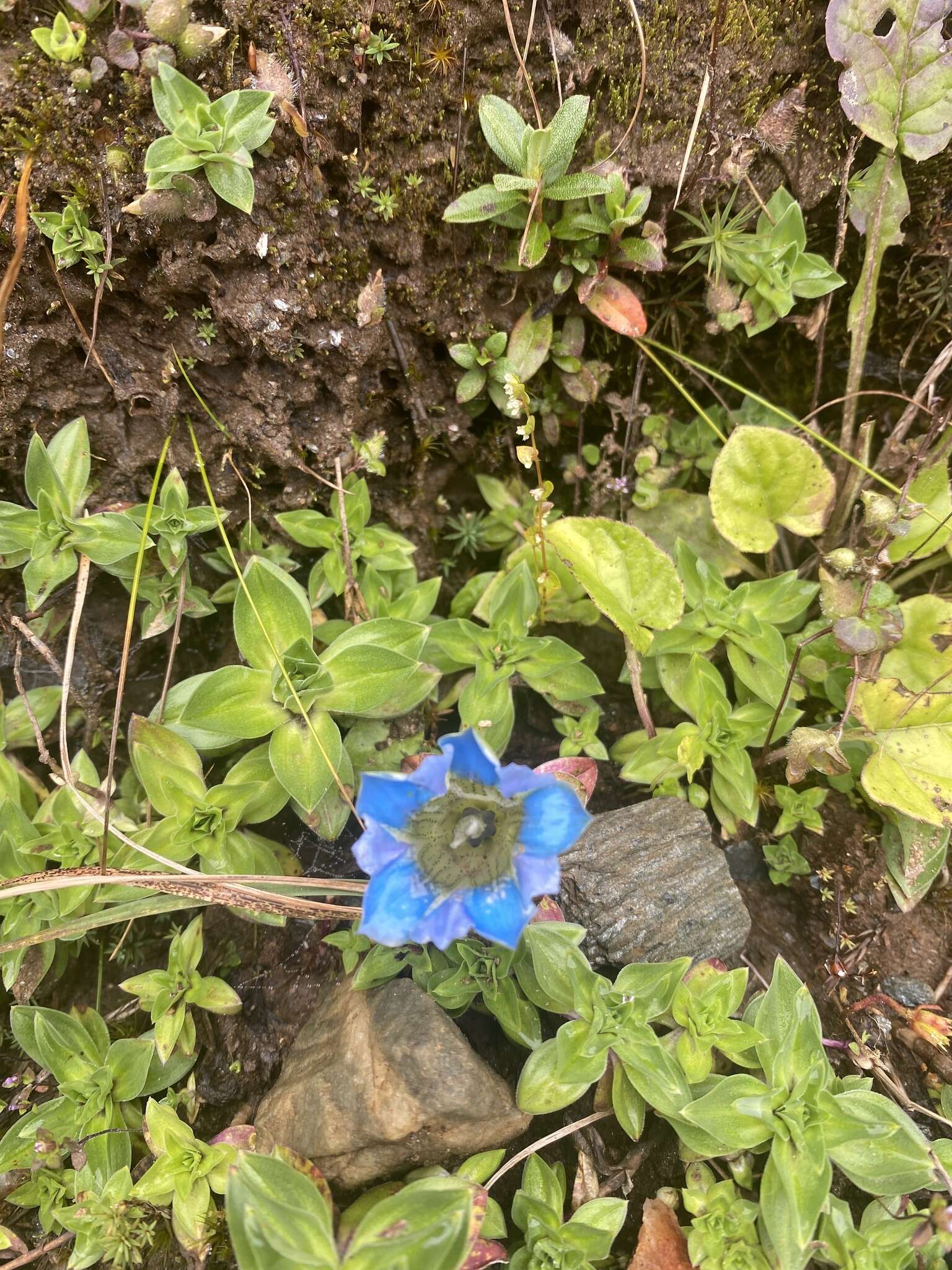 Image de Gentiana depressa D. Don