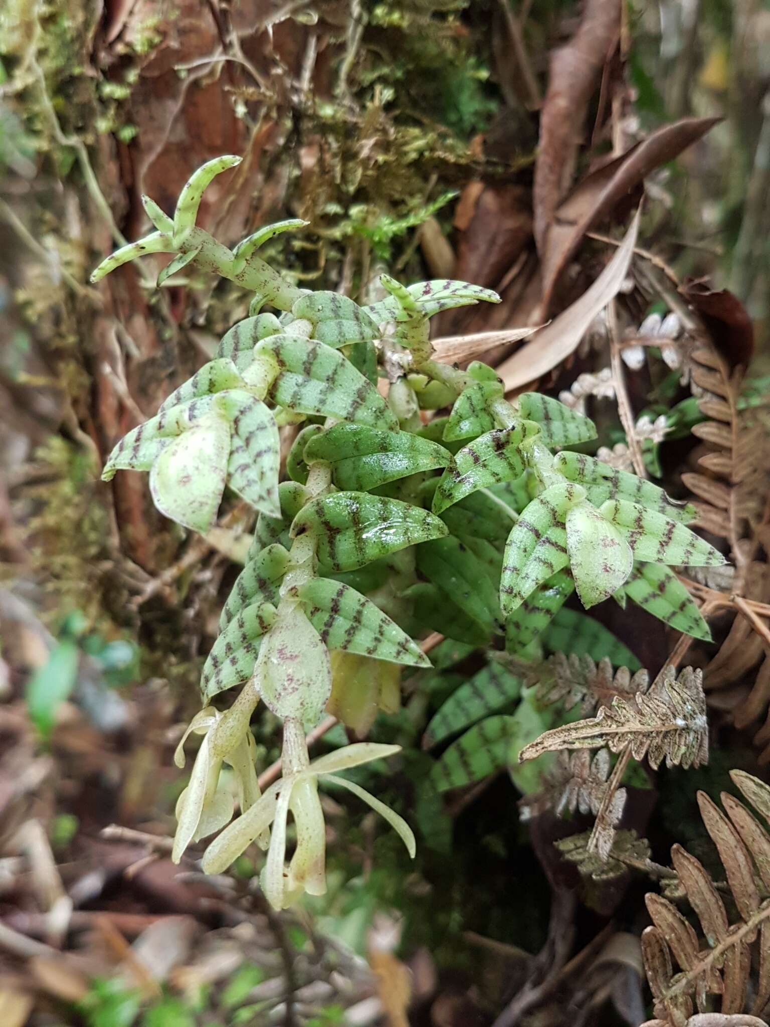 Image of Epidendrum stanhopeanum Kraenzl.