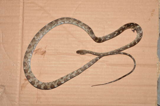 Siphlophis longicaudatus (Andersson 1901) resmi