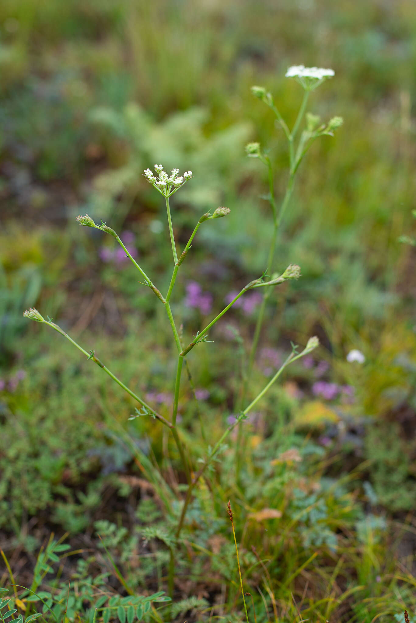 Image of Kitagawia baicalensis (Redow. ex Willd.) M. G. Pimenov