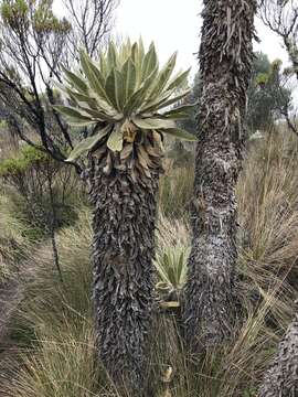 Image of Espeletia hartwegiana Cuatrec. ex Herzog