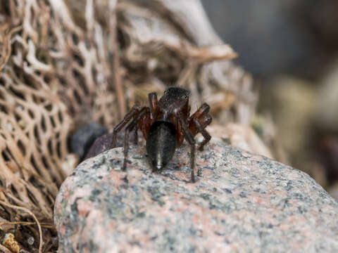 Phlegra fasciata (Hahn 1826) resmi