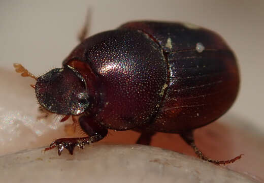 Image of Caccobius (Caccophilus) ferrugineus (Fahraeus 1857)