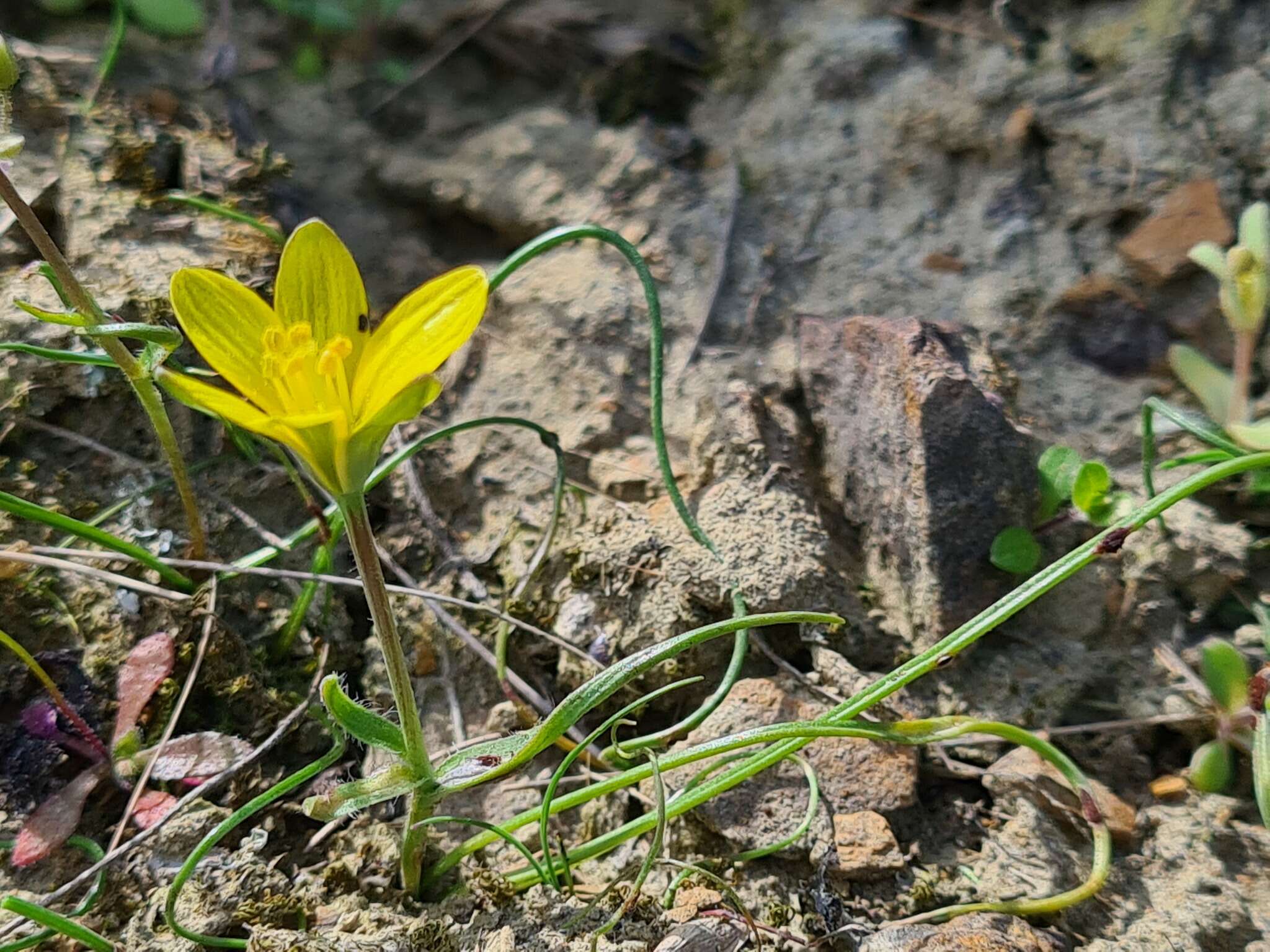 Image de Gagea bohemica (Zauschn.) Schult. & Schult. fil.