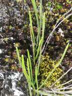 Image of Jamesonia rotundifolia Fée