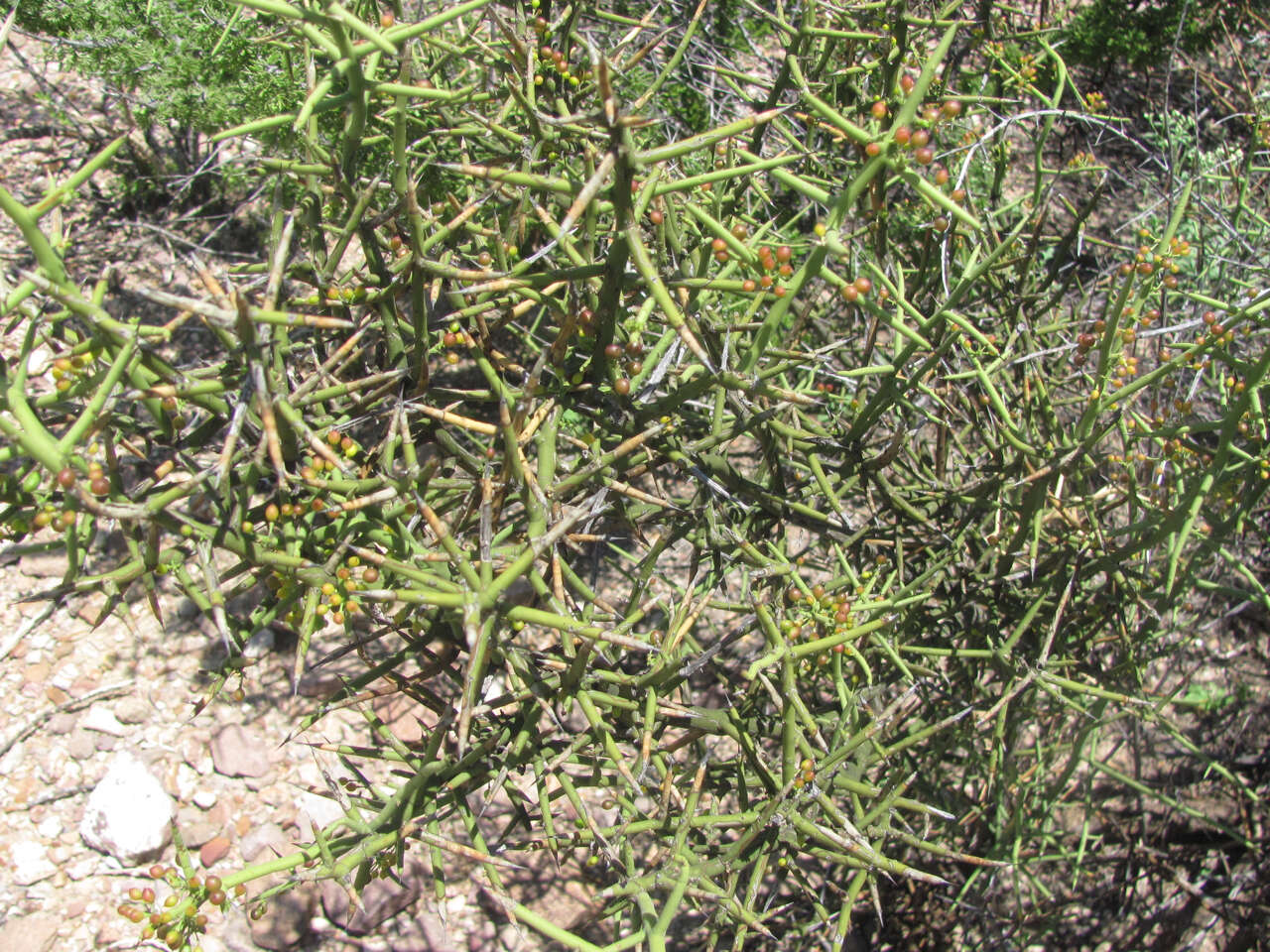 Image of crown of thorns