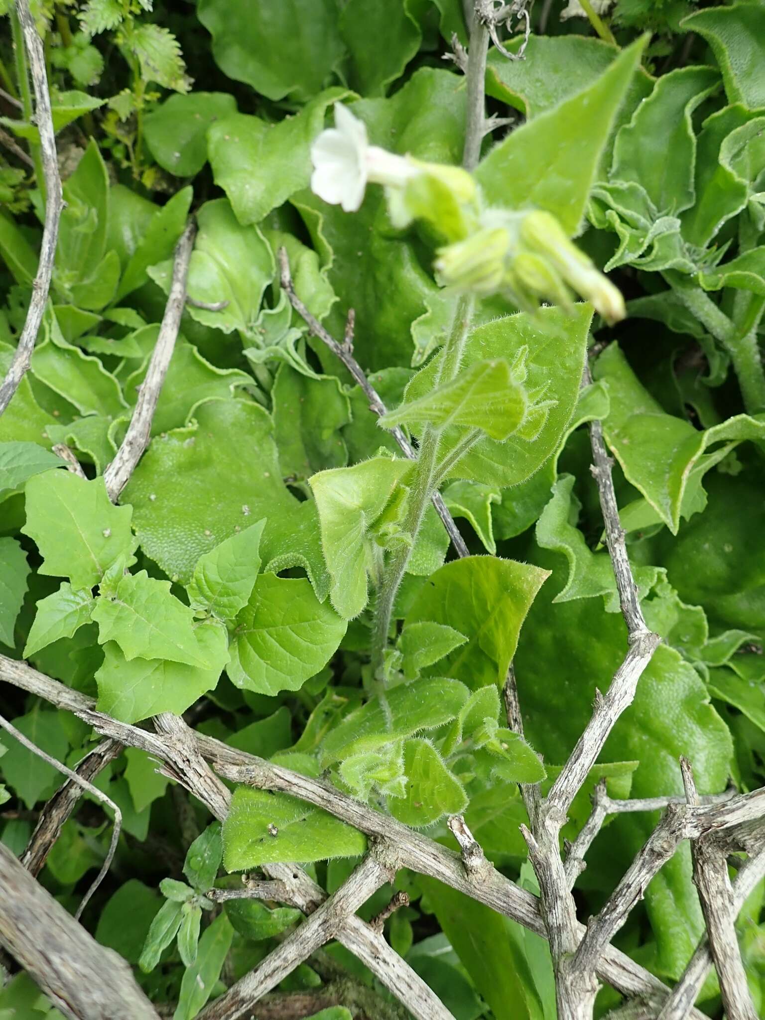 Image of Cleveland's tobacco