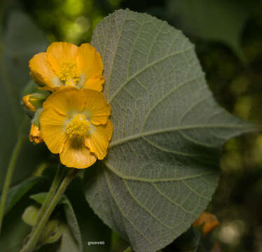 Imagem de Abutilon umbelliflorum A. St.-Hil.