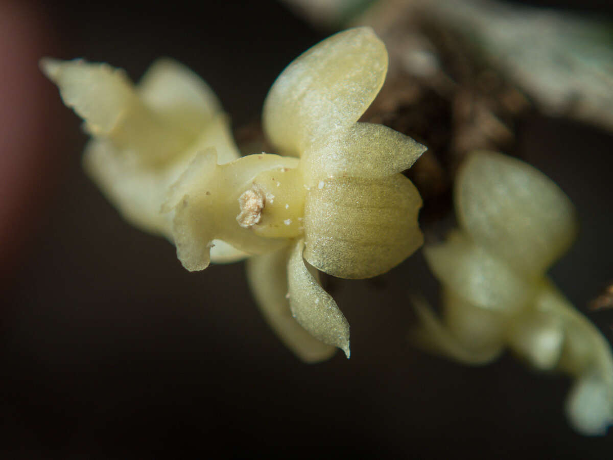 Dendrobium aloifolium (Blume) Rchb. fil.的圖片