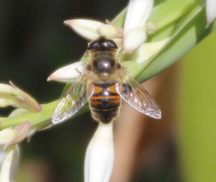 Image of drone fly