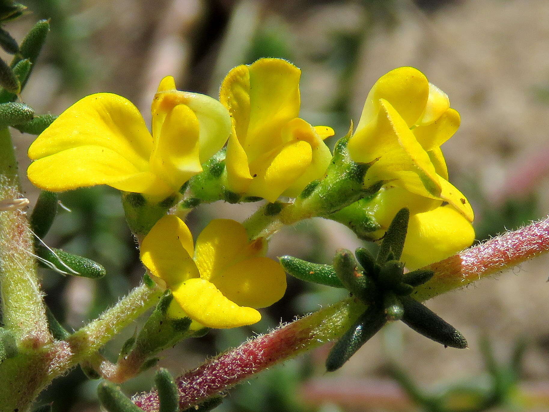 Image of Aspalathus divaricata subsp. divaricata