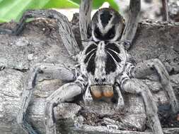 Imagem de Lycosa erythrognatha Lucas 1836