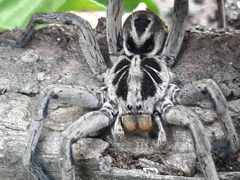 Imagem de Lycosa erythrognatha Lucas 1836