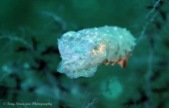 Image of Stumpy Cuttlefish