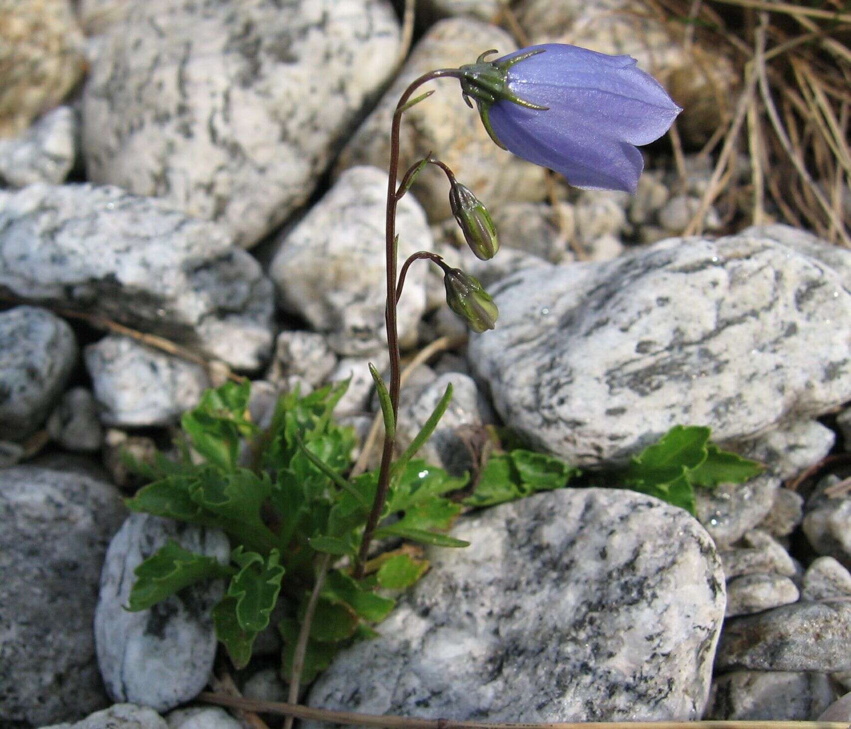 Image of Campanula cochleariifolia Lam.