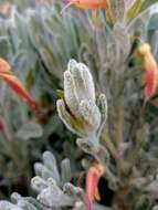 صورة Eremophila glabra subsp. murrayana