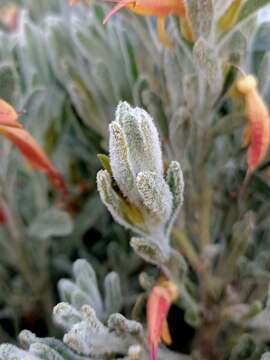 Image of Eremophila glabra subsp. murrayana