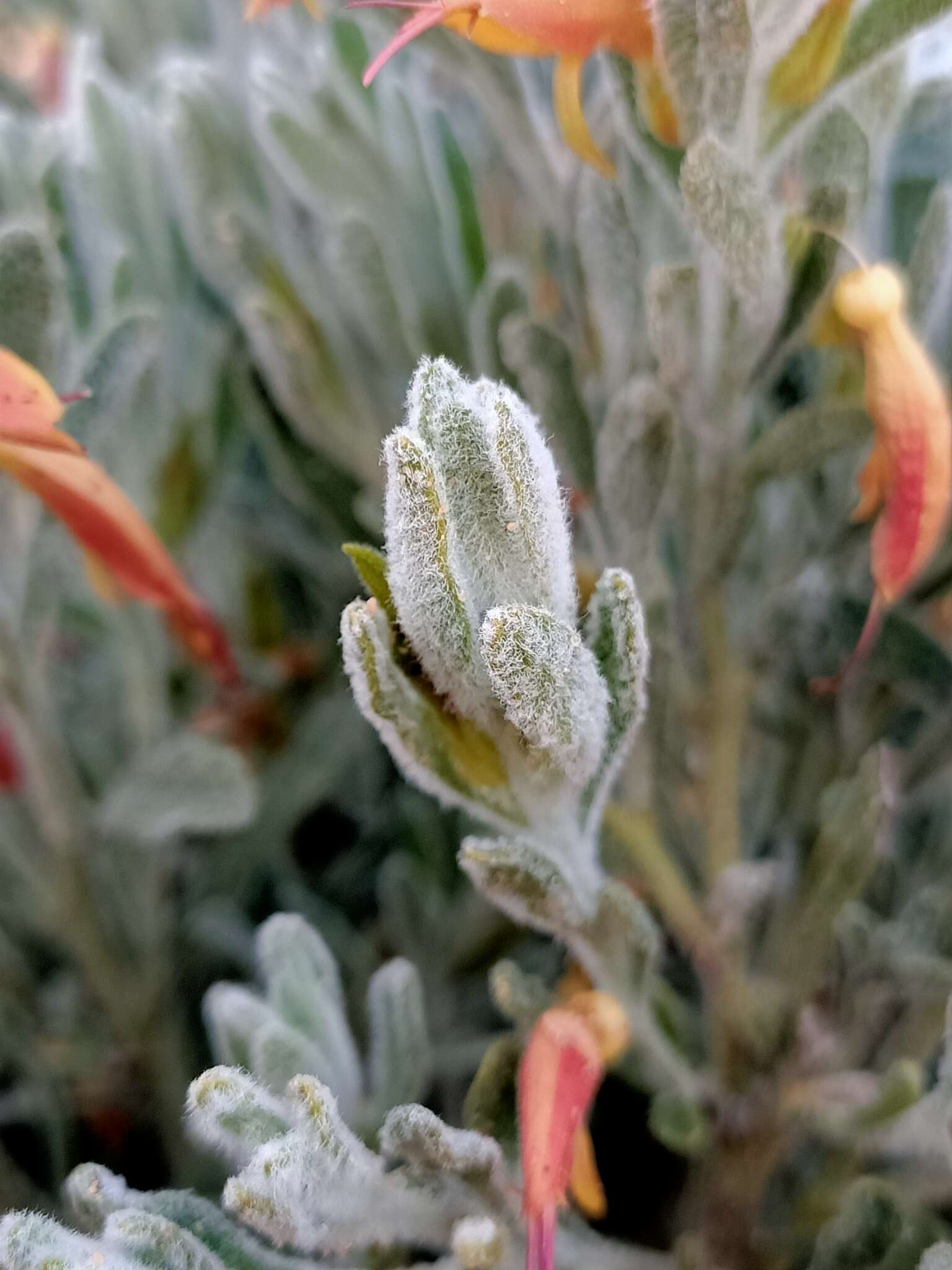 صورة Eremophila glabra subsp. murrayana