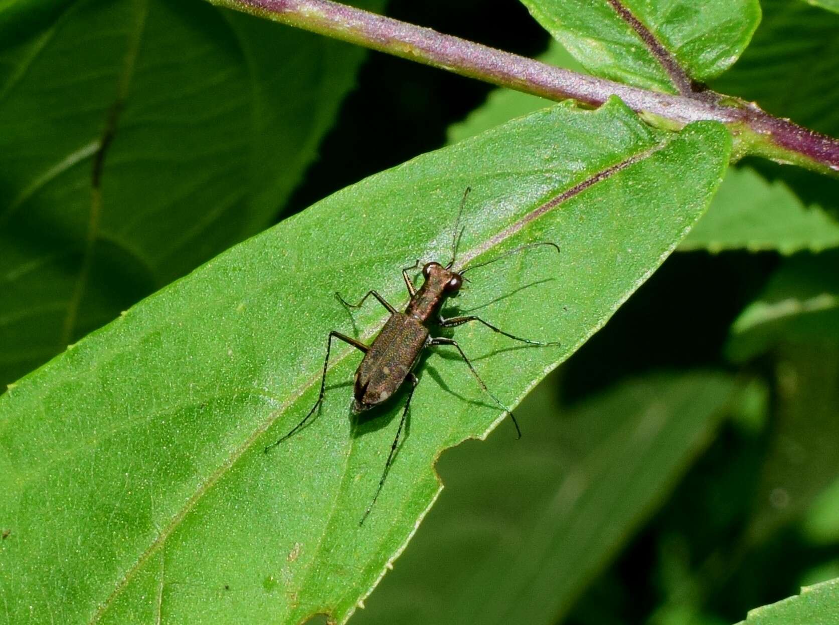 Cylindera (Ifasina) kaleea (Bates 1866) resmi