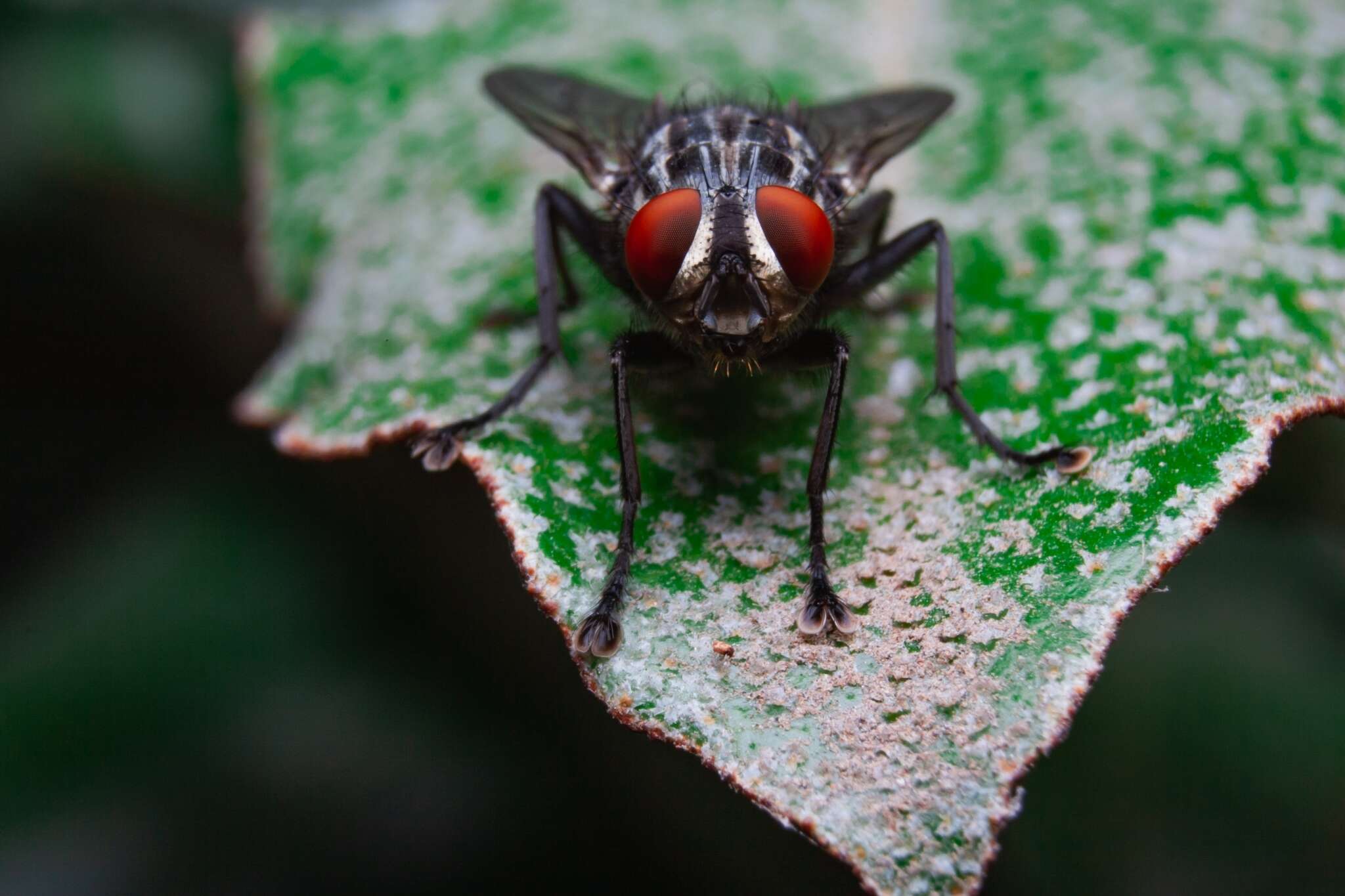 Image of Sarcophagidae