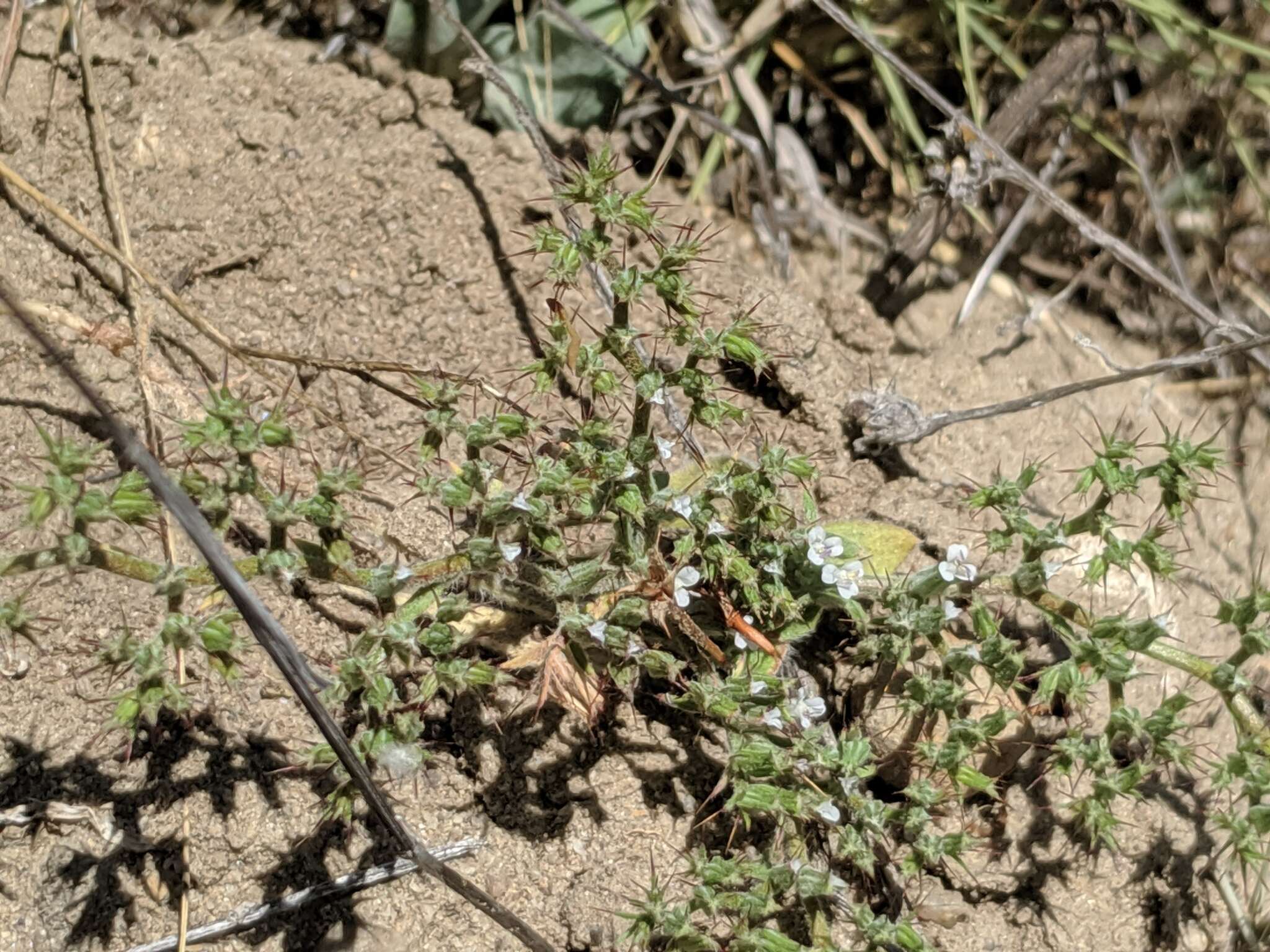 Image de Chorizanthe obovata Goodman