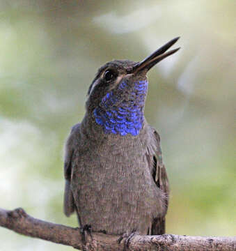 Image of Blue-throated Hummingbird