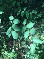 Image of yellowwood