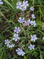 Sivun Phlox pilosa subsp. pilosa kuva