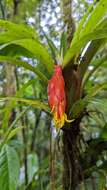 Guzmania nicaraguensis Mez & C. F. Baker的圖片